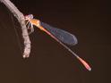 Telebasis rojinegra (Red-and-black Firetail) male.jpg